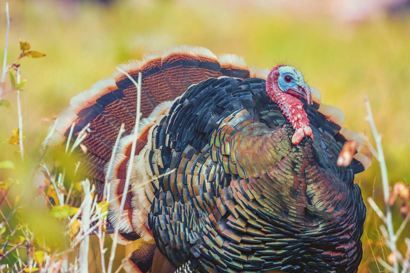 Gobble Up These Easy Thanksgiving Affiliate Promotions